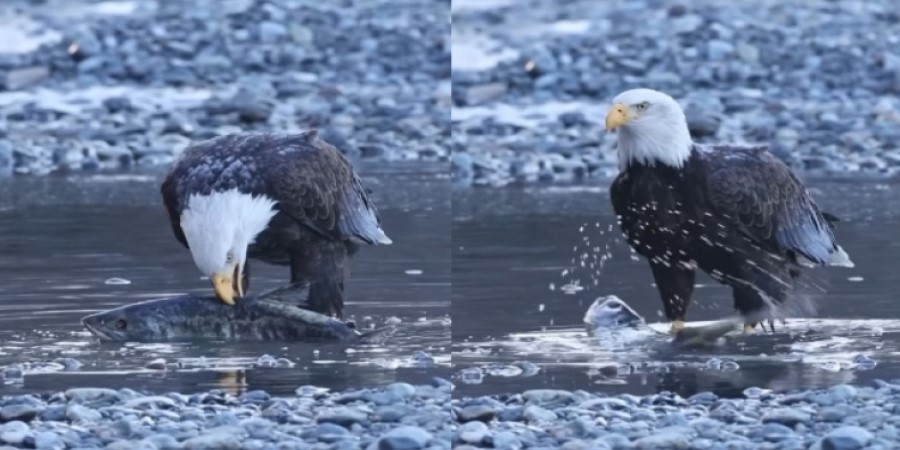 Η μοναδική στιγμή που αετός πιάνει το θήραμα του - Δείτε βίντεο