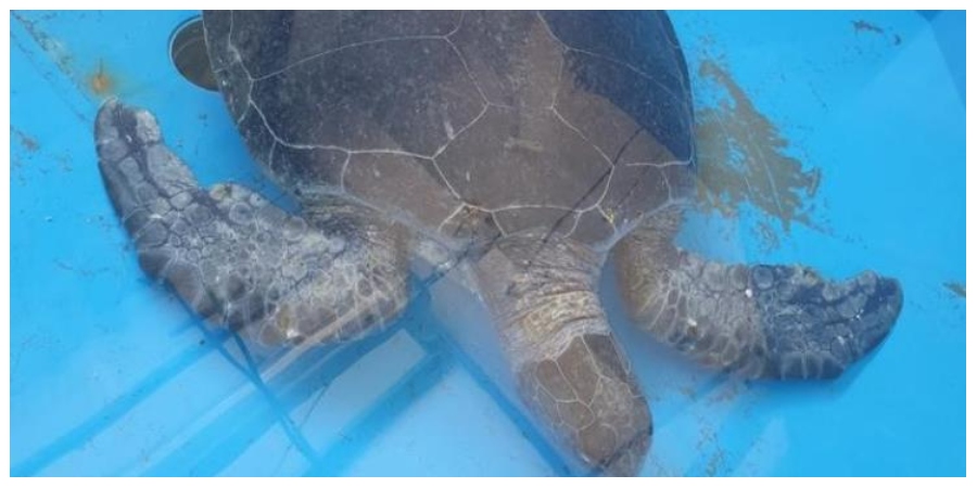 Διασώθηκε ο 'Δίας', μια θαλάσσια χελώνα που εντόπισε πολίτης στην περιοχή της Λάρνακας