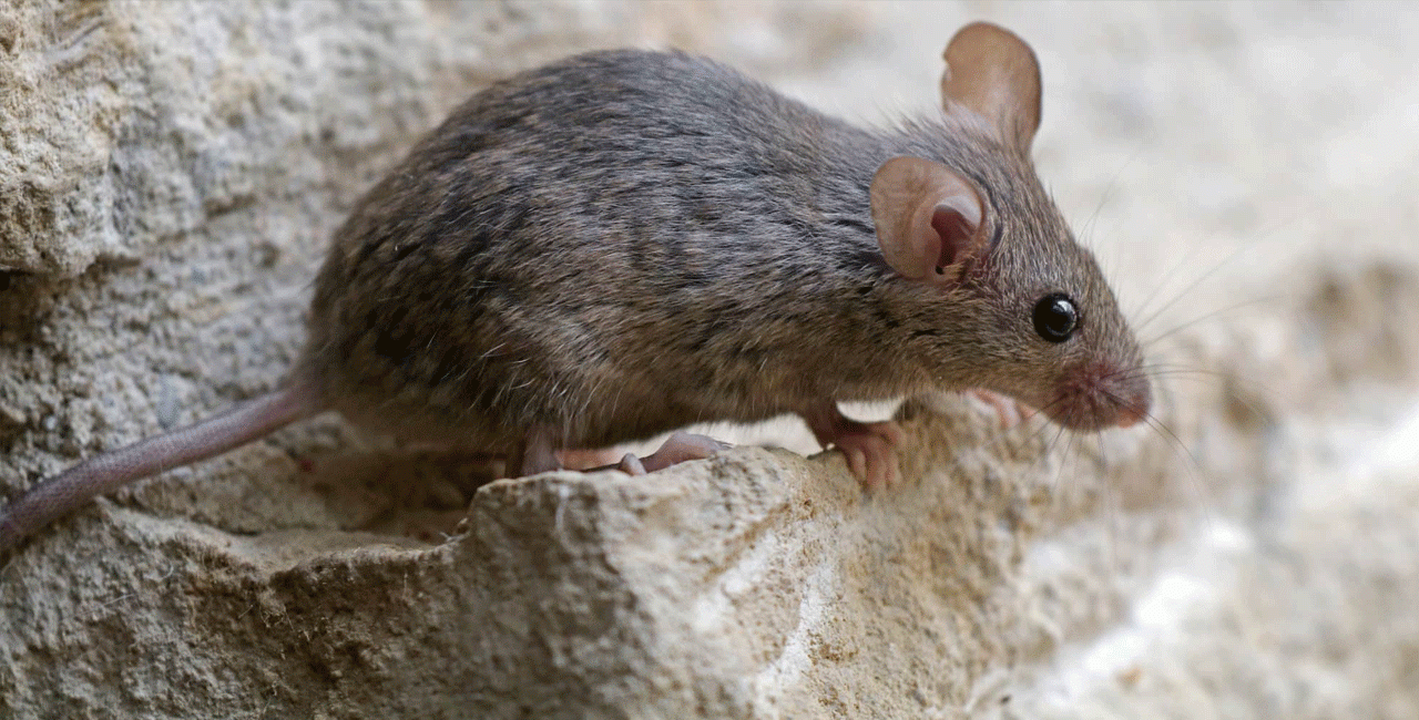 Αυστραλία: Πανούκλα απο εκατομμύρια ποντίκια – Θα τα σκοτώσουν με ισχυρό δηλητήριο