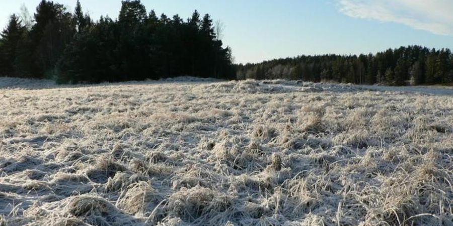 ΕΛ. ΑΜΜΟΧΩΣΤΟΣ: Μετρούν τις πληγές τους οι γεωργοί – Ζημιές σε καλλιέργειες από τον παγετό - ΦΩΤΟΓΡΑΦΙΑ