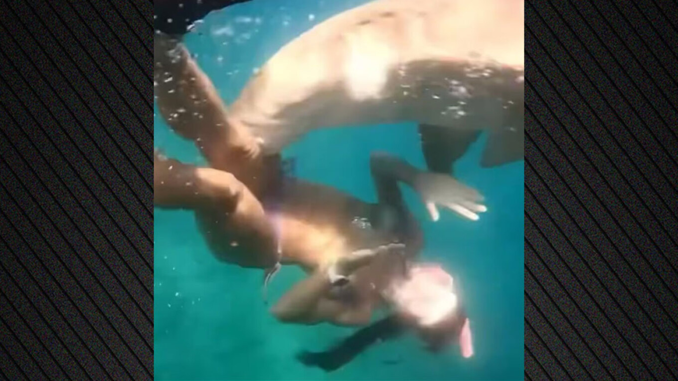 ΒΙΝΤΕΟ: Άγρια επίθεση καρχαρία σε γυναίκα - «Ήξερα ότι με είχε δαγκώσει»