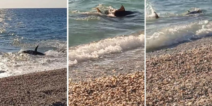 Ελλάδα: Ψάρι μεγάλου μεγέθους βγήκε στη στεριά και ξάφνιασε τους λουόμενους - Δείτε βίντεο