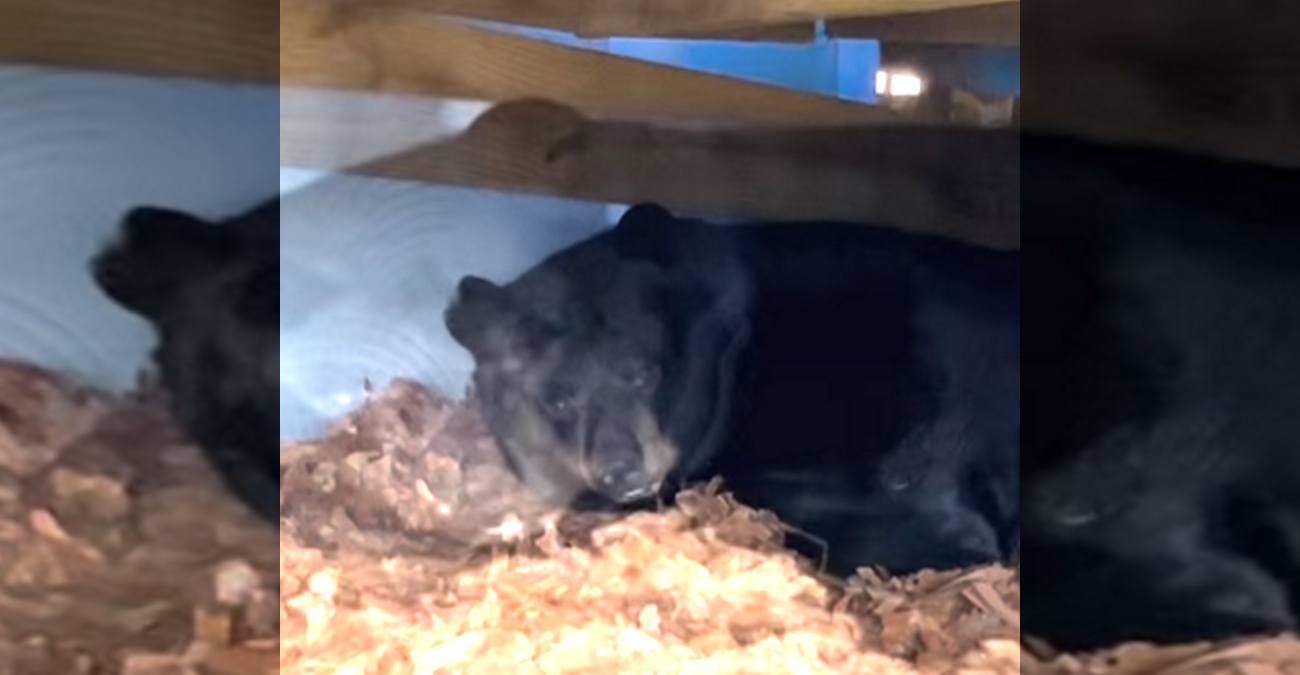 Απρόσκλητος επισκέπτης: Οικογένεια στις ΗΠΑ εντόπισε αρκούδα στην αυλή της - Θα μείνει μέχρι να ξυπνήσει - Βίντεο