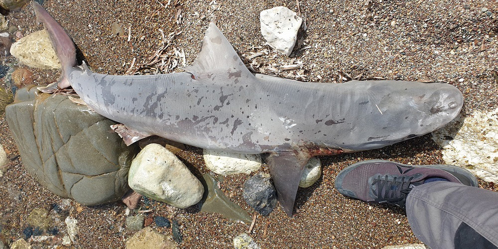 Νεκρός καρχαρίας ξεβράστηκε στην Πόλη Χρυσοχούς -ΦΩΤΟΓΡΑΦΙΕΣ