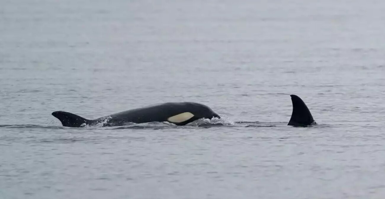 Φάλαινα στο Σίδνεϊ κάνει κύκλους γύρω από αθλητή καγιάκ - Δείτε εντυπωσιακό βίντεο