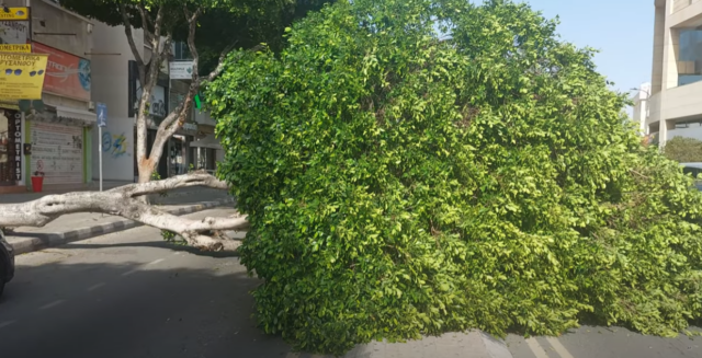 Αναστάτωση στη Λεμεσό από πτώση δέντρου σε διερχόμενο αυτοκίνητο - Δείτε εικόνες