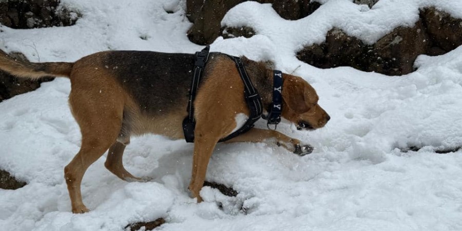 Άφαντος παραμένει ο Balou που χάθηκε στο Τρόοδος το Σάββατο – Πού θεάθηκε τελευταία φορά - Βοηθήστε να εντοπιστεί