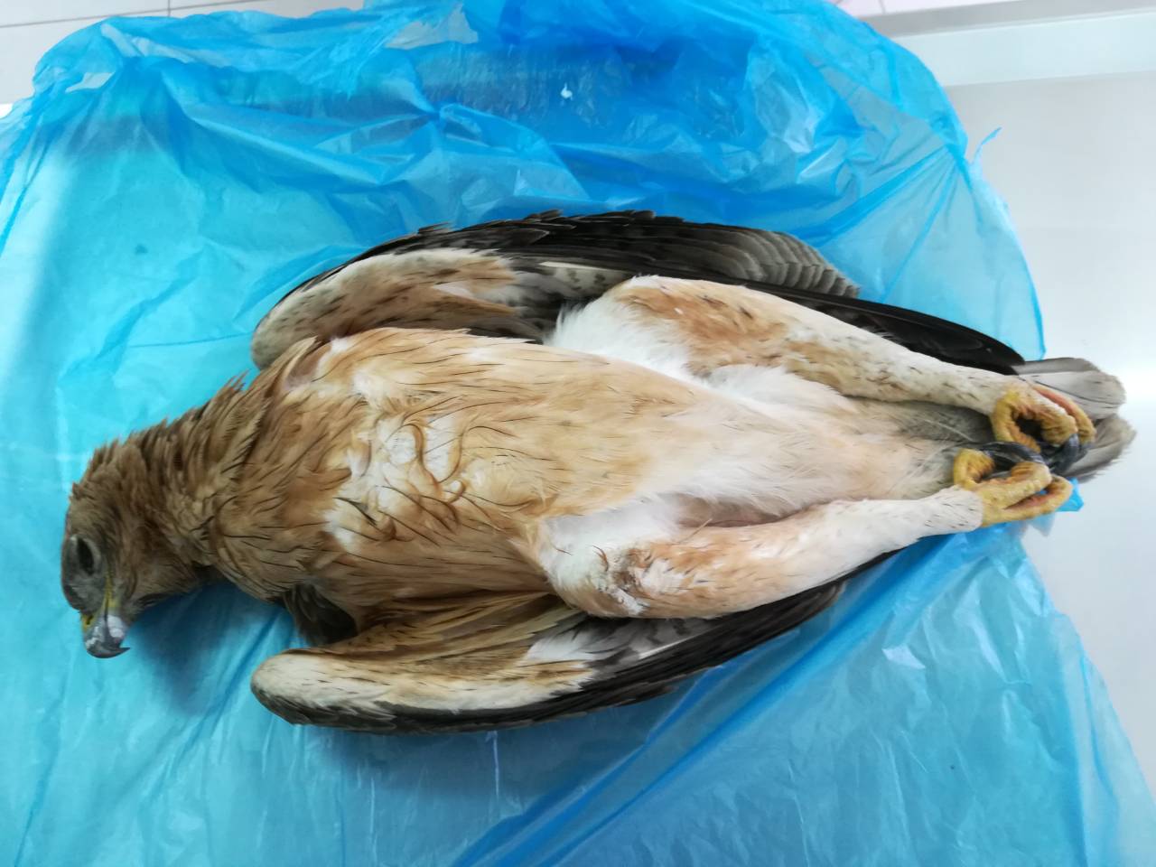 ΛΑΡΝΑΚΑ: Δηλητηριάζουν άγρια πτηνά – Κρούει τον κώδωνα η Υπηρεσία Θήρας και Πανίδας