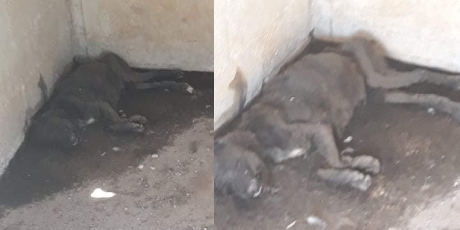 ΒΡΥΣΟΥΛΕΣ: Εικόνες που σοκάρουν σε χώρο κράτησης αδέσποτων - Νεκρός σκύλος απο ασιτία - ΦΩΤΟΓΡΑΦΙΑ 