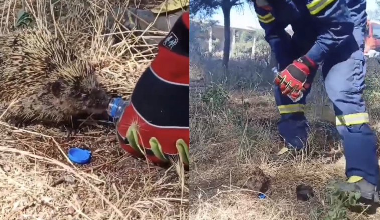 Τρυφερό video: Πυροσβέστης σώζει σκαντζοχοιράκι από τη φωτιά και του δίνει νερό