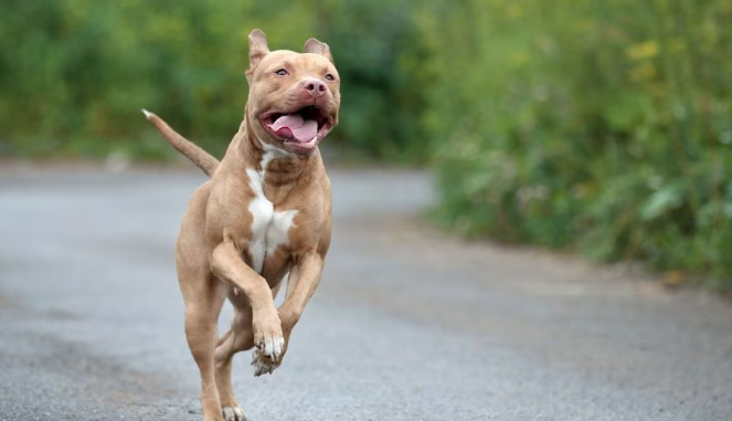 Λευκωσία: Pit Bull επιτέθηκε στον ιδιοκτήτη του – Το πυροβόλησε θανάσιμα ο γείτονας με κυνηγετικό για να γλιτώσει τον 61χρονο