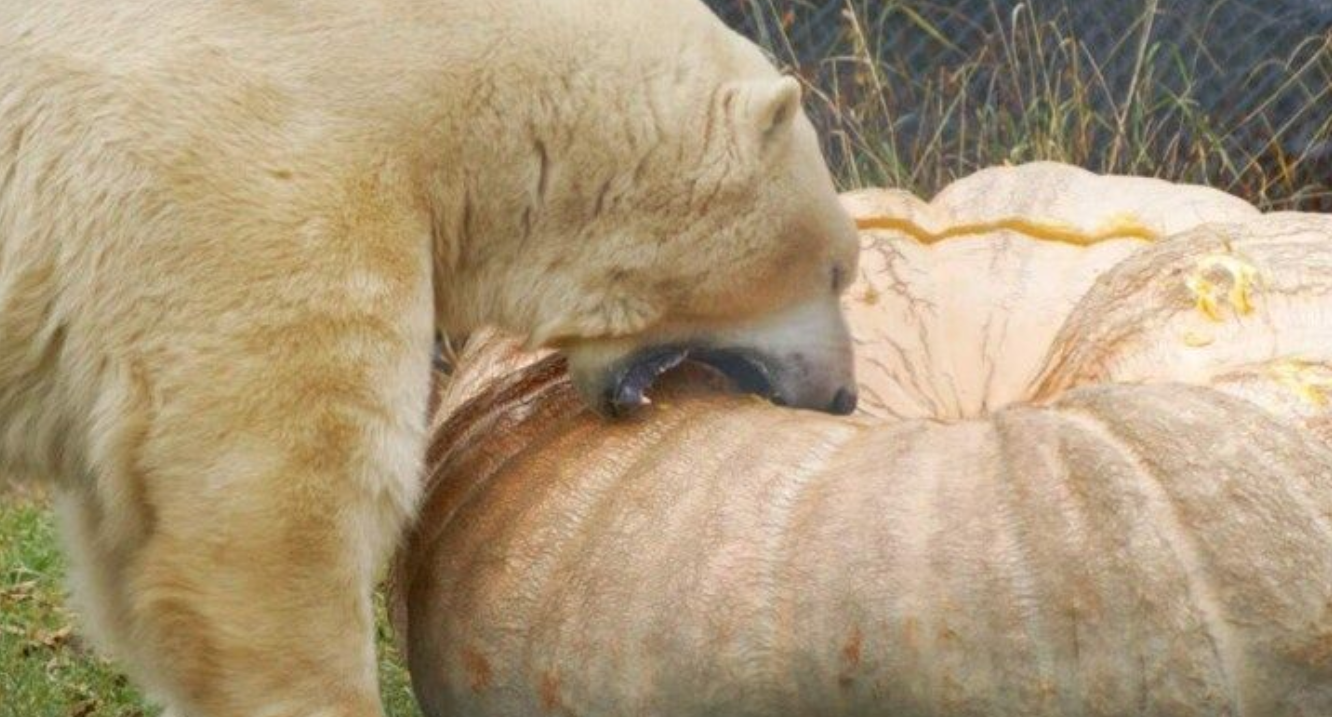 Καναδάς: Πολική αρκούδα έφαγε κολοκύθα που ζυγίζει περισσότερα κιλά από την ίδια - Δείτε φωτογραφίες