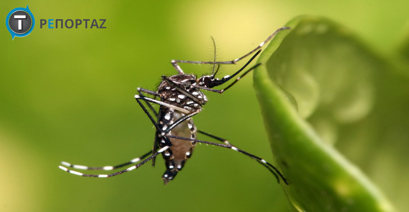 Φέρνουν κουνούπια για να εξαλείψουν… κουνούπια - «100.000 φθάνουν αεροπορικώς κάθε βδομάδα»