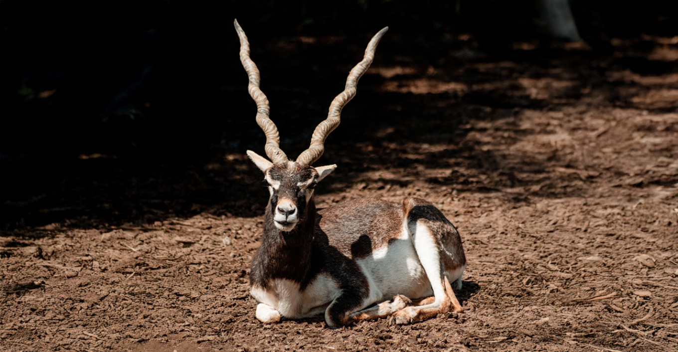 Πυροβόλησαν και σκότωσαν σπάνιο είδος αντιλόπης σε ζωολογικό κήπο στη Βιέννη