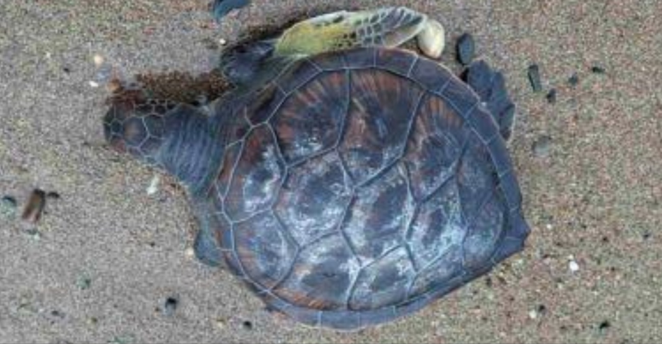 Νεκρή χελώνα στην Τίμη προκαλεί ανησυχία – Άρχισε έρευνα το Τμήμα Αλιείας