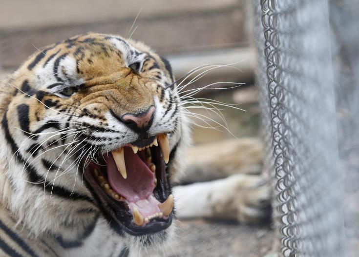 Στην Ισπανία 5 τίγρεις που επέζησαν έπειτα από «ταξίδι τρόμου» στην Ευρώπη