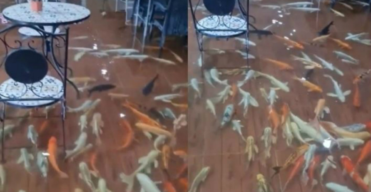 Η πιο περίεργη καφετέρια βρίσκεται στη Ταϊλάνδη: Πίνεις καφέ και στα πόδια σου βρίσκονται δεκάδες ψάρια - Δείτε βίντεο