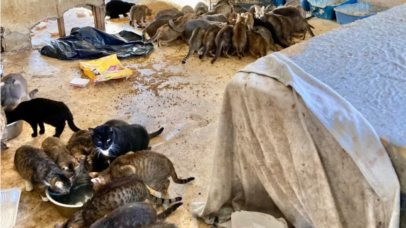 Δυο πτώματα και τουλάχιστον 150 πεινασμένες γάτες βρέθηκαν σε σπίτι στη Νέα Υόρκη - Δείτε βίντεο