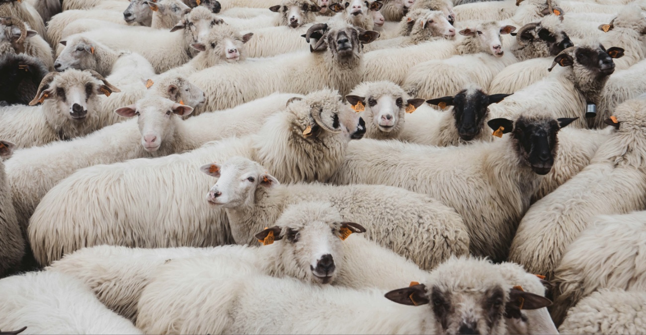 Σε «αναμμένα κάρβουνα» η κτηνοτροφία: Ξεκινούν οι αποζημιώσεις – Ανησυχία μετά το νέο κρούσμα αφθώδους πυρετού στη Δρομολαξιά