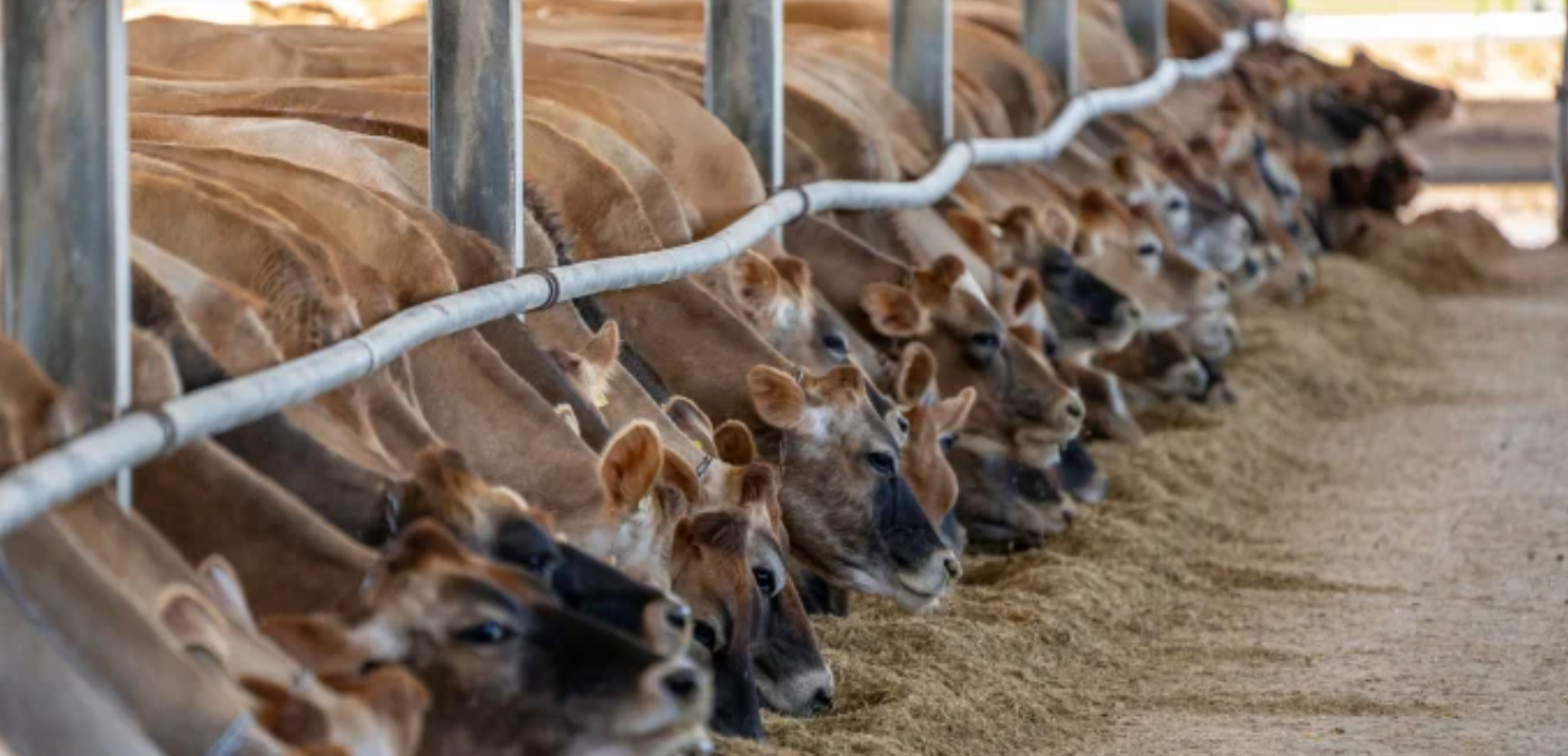 Αφθώδης πυρετός: Κλειστή για το κοινό αυτή η περιοχή για προστασία των ελεύθερων αγελάδων