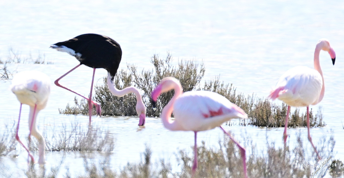 Δεν πίστευαν στα μάτια τους στην Αλυκή Λάρνακας: Μαύρο φλαμίνγκο εμφανίστηκε ανάμεσα στα ροζ