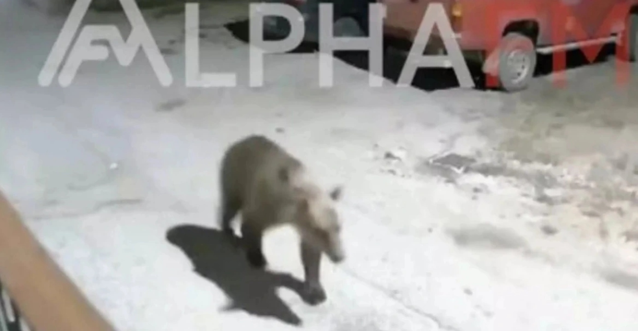 Καστοριά: Αρκούδες κόβουν βόλτες τα βράδια στις αυλές σπιτιών και ψάχνουν για τροφή - Δείτε βίντεο