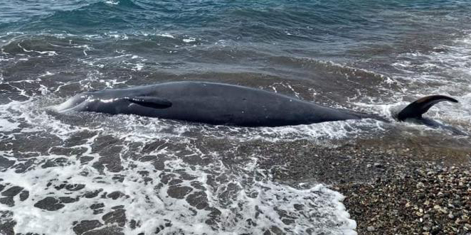 Εντοπίστηκε νεκρό δελφίνι στην παραλία των Μαντριών - Δείτε φωτογραφία 