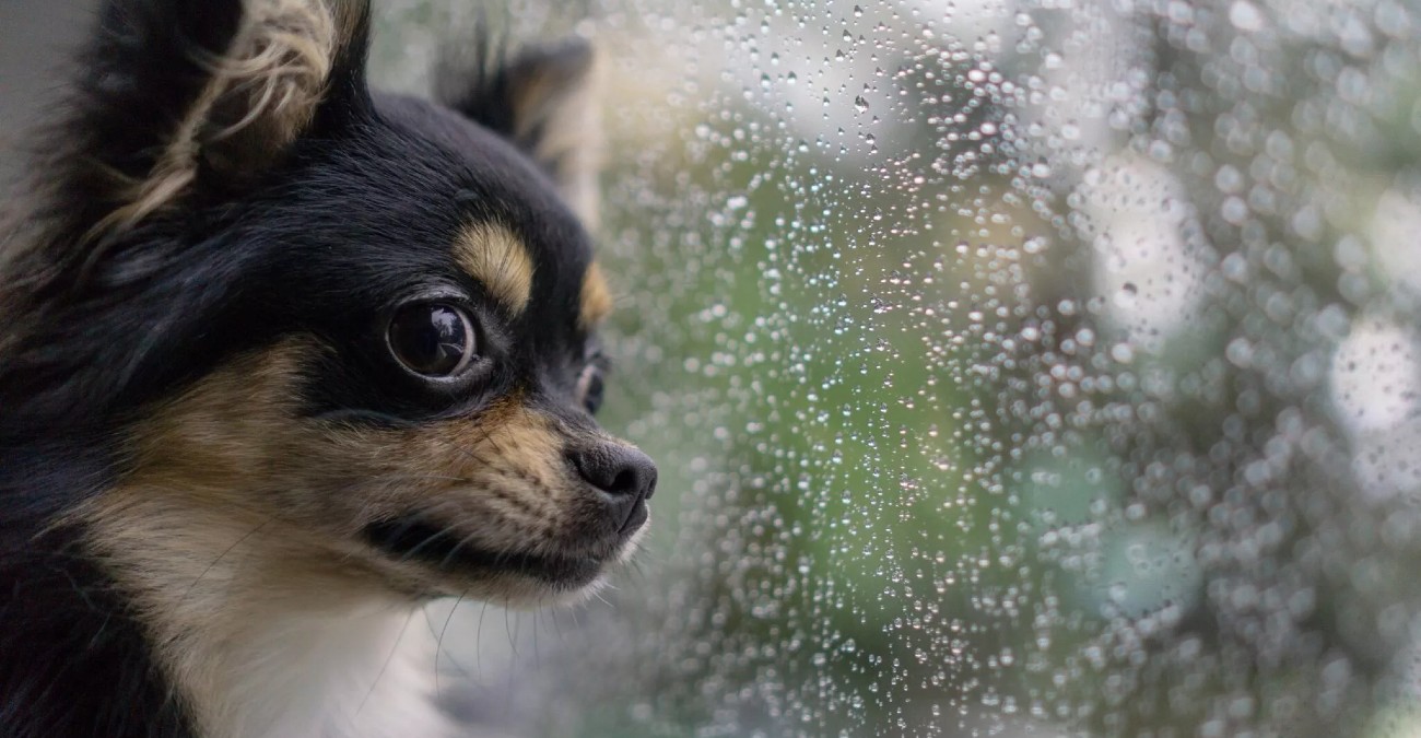 10 συμβουλές για σκύλους που δεν θέλουν να βγουν έξω όταν βρέχει για να κάνουν την ανάγκη τους