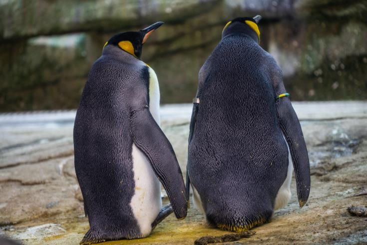 Βρετανία: Ένα ζευγάρι θηλυκών πιγκουίνων θα αναθρέψει το πρώτο πιγκουινάκι 'ουδετέρου γένους'