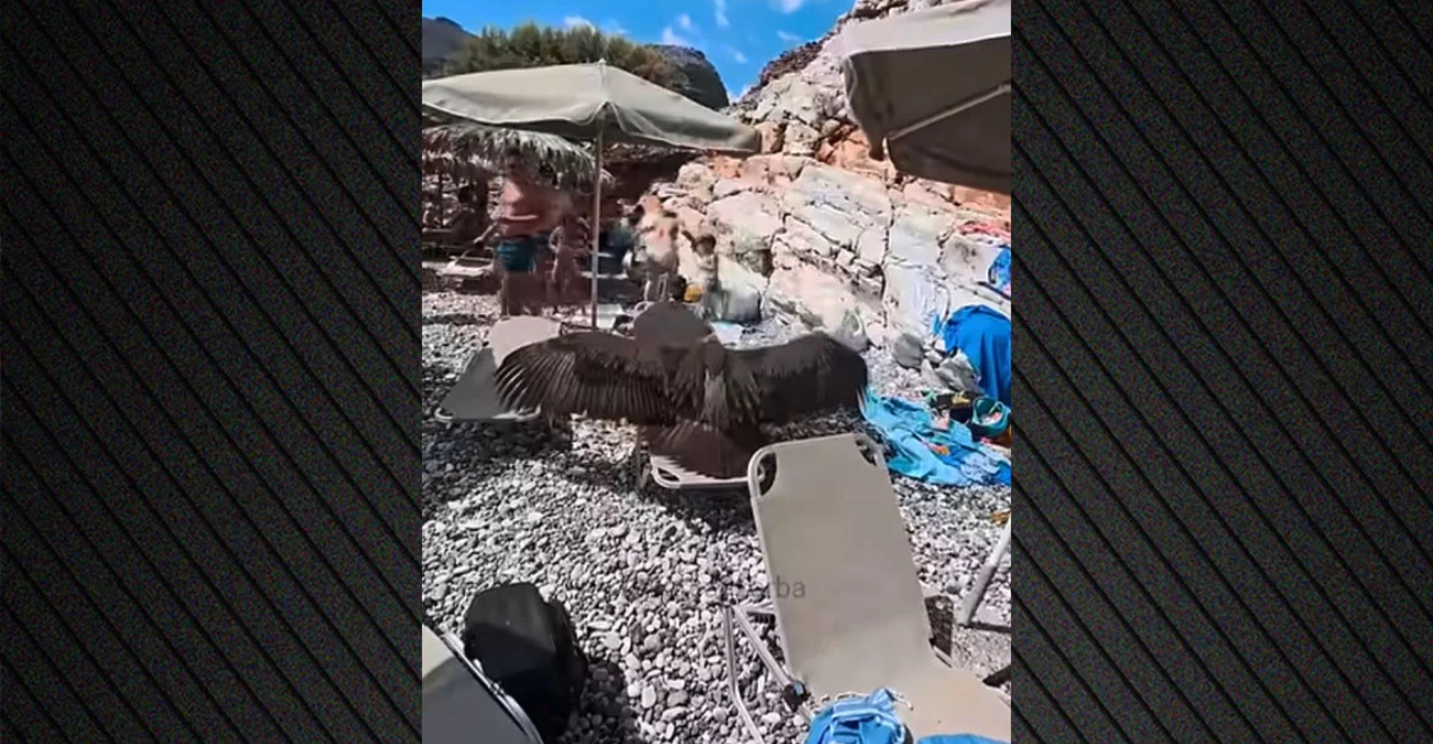Εξαντλημένος γύπας προσγειώθηκε σε ξαπλώστρα σε πολυσύχναστη παραλία στην Ελλάδα - Βίντεο