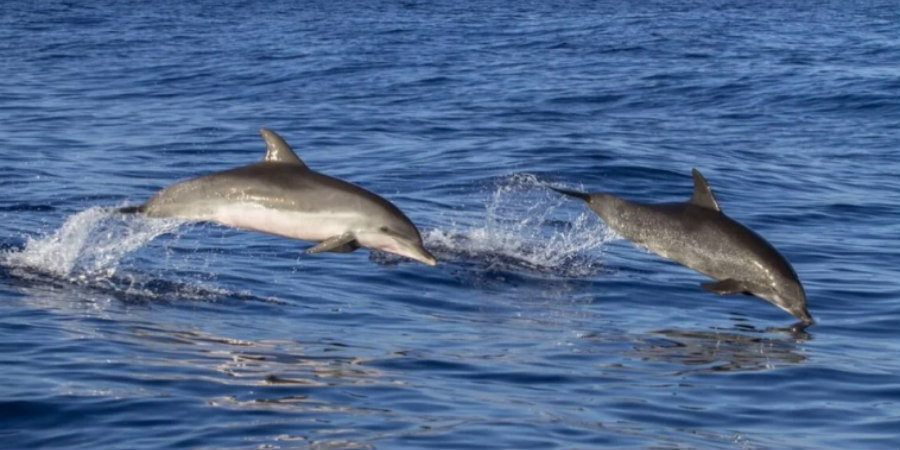 Χαλκιδική: Η στιγμή που δελφίνια «παίζουν» στα νερά - Δείτε βίντεο και φωτογραφίες