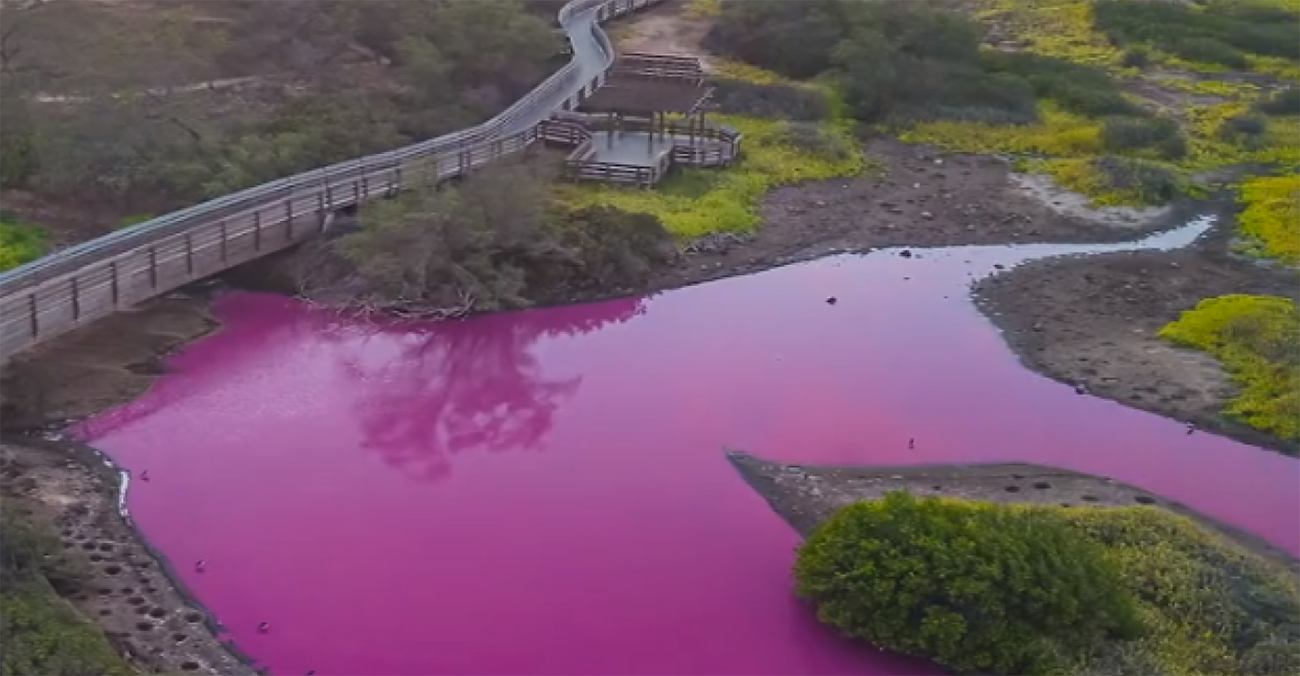 Λίμνη στη Χαβάη έγινε ροζ - Τι εξετάζουν οι επιστήμονες 