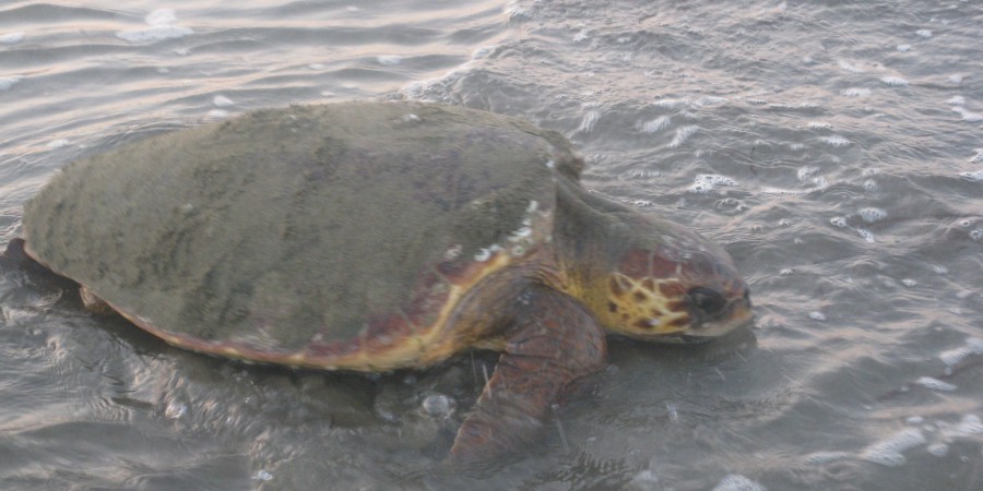 ΠΑΦΟΣ: 'Δυσαρέσκεια' Δήμου Πόλης Χρυσοχούς με Τμήμα Αλιείας για το πρόγραμμα προστασίας χελωνών