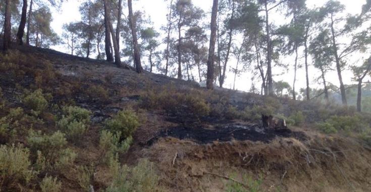 ΚΥΠΡΟΣ: «Κόκκινος Συναγερμός» για πρόκληση πυρκαγιάς τα δάση 