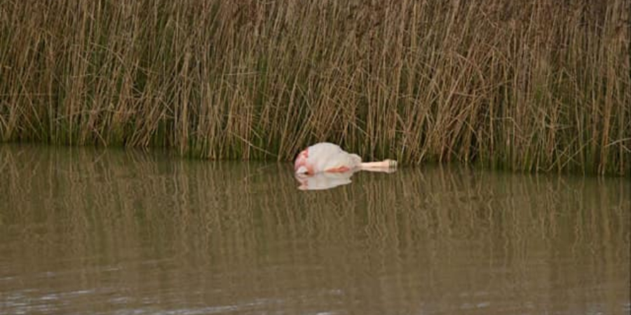 Νεκρό Φλαμίνγκο στη Λίμνη Παραλιμνίου: « Γιατί επιτρέπεται το κυνήγι εντός προστατευόμενου υγροτόπου» - Φωτογραφίες