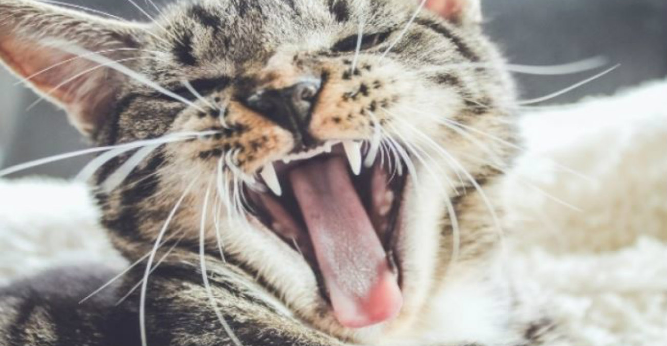 Κτηνίατρος αποκάλυψε το λόγο για τον οποίο οι γάτες έχουν αγκάθια στη γλώσσα τους - Δείτε βίντεο