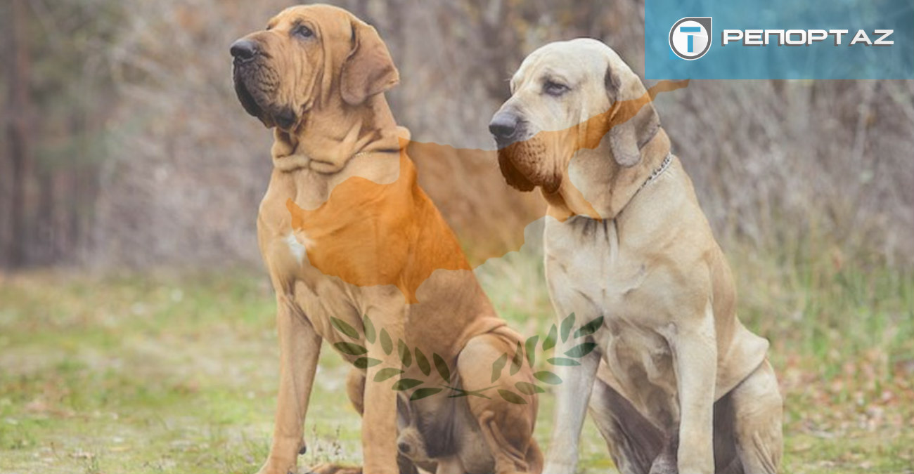 Ποιες ράτσες σκύλων απαγορεύονται στην Κύπρο; Αυτοί είναι οι λόγοι – Δείτε φωτογραφίες