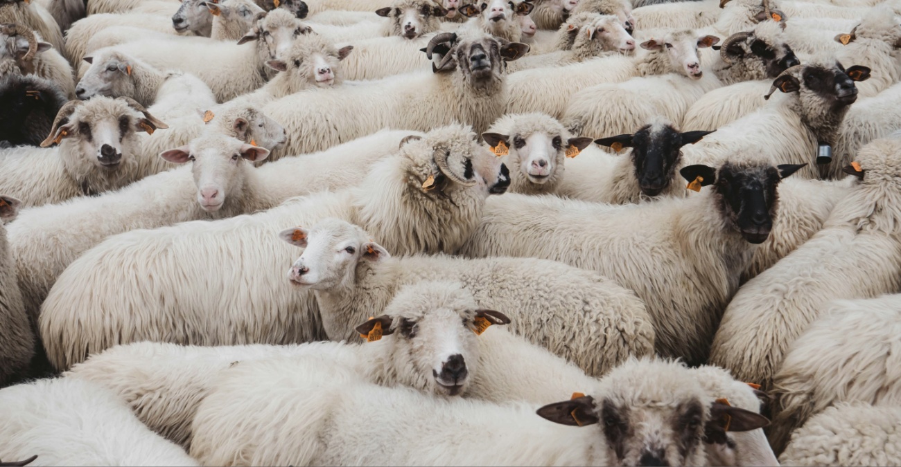 Αφθώδης πυρετός: Εντοπίστηκαν κρούσματα σε συνολικά 11 μονάδες - Ο ιός επεκτεινόταν «αθόρυβα» για δύο εβδομάδες