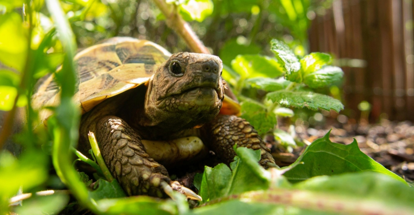Αρσενικές χελώνες κακοποιούν τις θηλυκές και αυτές «αυτοκτονούν» για να γλιτώσουν