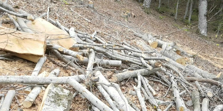 ΠΑΦΟΣ: Έκοψε με σβανά 70 δέντρα - Ήθελε το χωράφι πάση θυσία