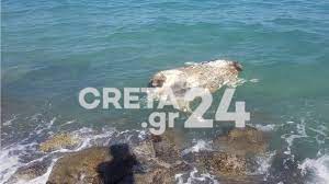 Νεκρή αγελάδα μέσα στη θάλασσα στο Ηράκλειο Κρήτης - Δείτε φωτογραφίες