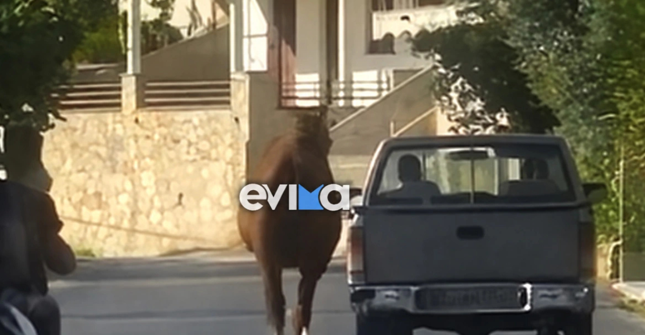 Οδηγός στην Εύβοια έδεσε άλογο στην καρότσα και το έσερνε στο δρόμο, δείτε βίντεο