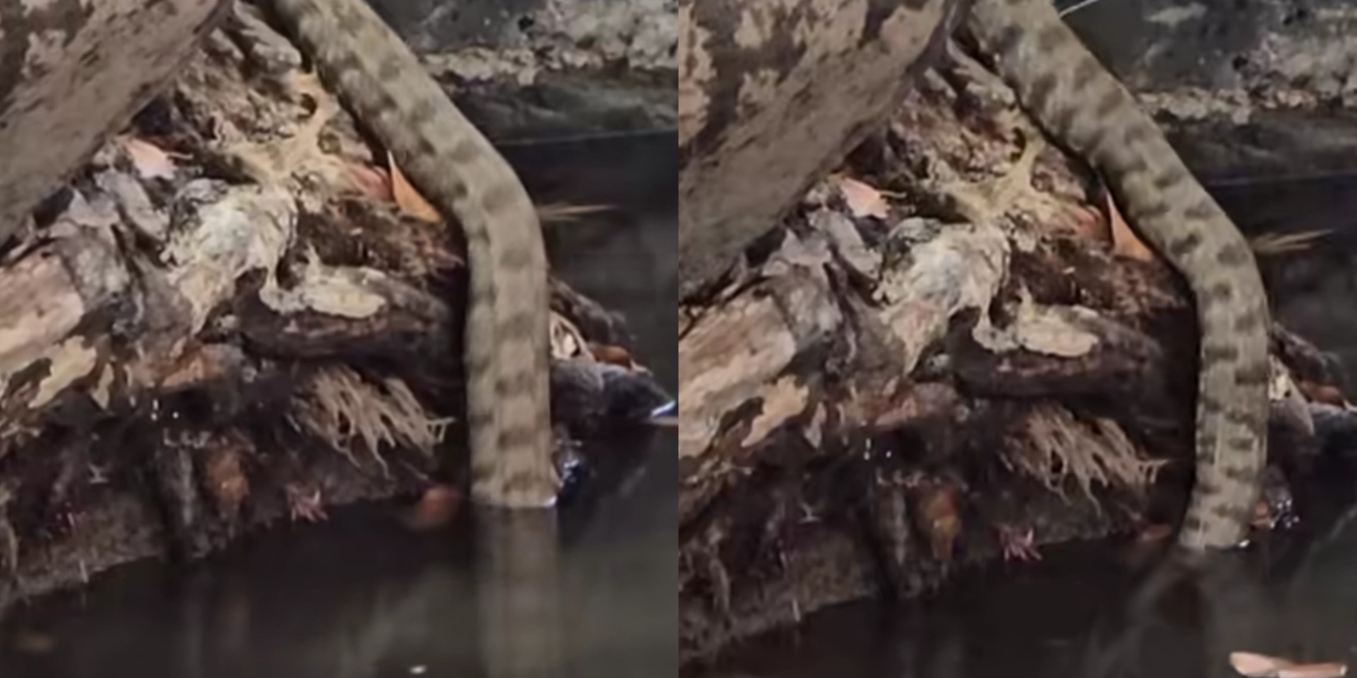 VIDEO: Σκηνή τρόμου σε κυπριακό φαράγγι - Φίνα… θηρίο έπεσε μπροστά στα μάτια εξερευνητών - «Προσπαθούμε να σώσουμε κεφάλια»
