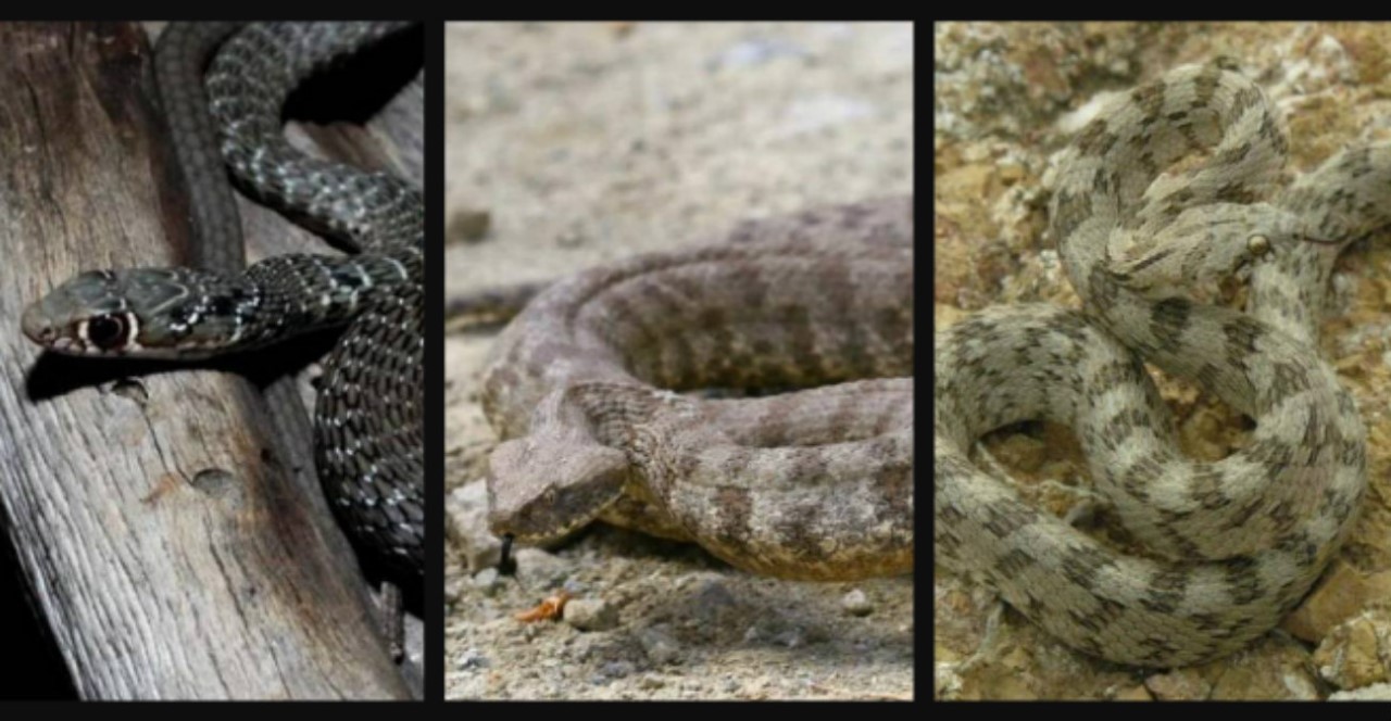 Μπήκε η Άνοιξη και «ξεφύτρωσαν» τα φίδια - Πόσα είδη έχουμε στην Κύπρο και ποια είναι τα δηλητηριώδες - Εικόνες