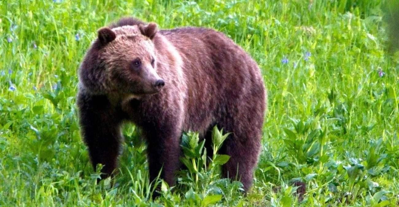 Ιαπωνία: Fake ανάρτηση με τεχνητή νοημοσύνη προειδοποιούσε για αρκούδες και έσπειρε πανικό