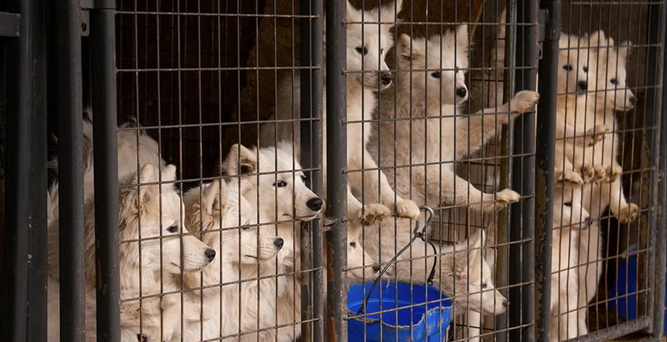 Συγκλονιστικό μήνυμα: «Είμαστε οι μητέρες των καθαρόαιμων κουταβιών που θα αγοράσετε αυτά τα Χριστούγεννα!»