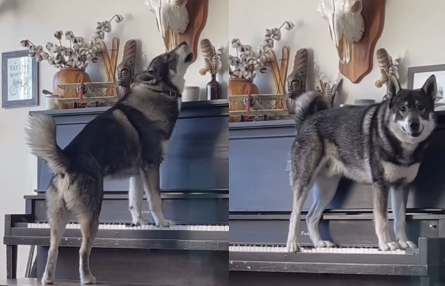 Viral o σκύλος που παίζει πιάνο και… τραγουδά - Δείτε βίντεο