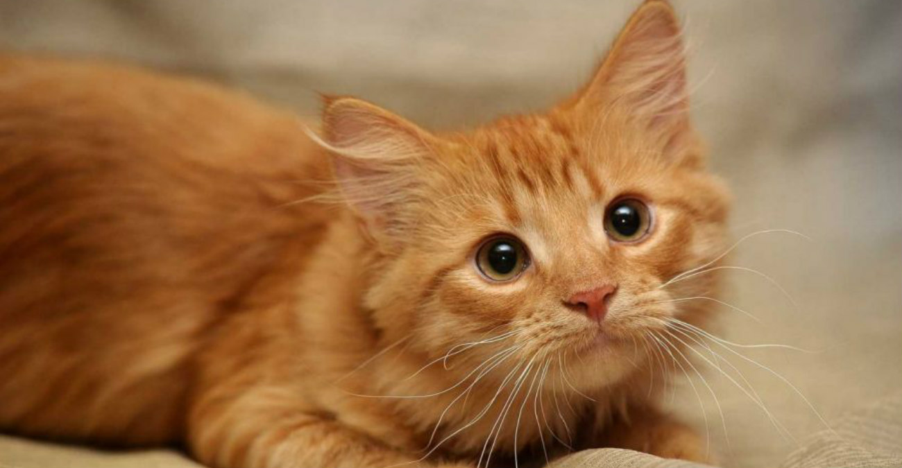 Προσοχή σκληρές εικόνες: Τεμάχισαν γατάκι στη Λευκωσία - Το βρήκαν πεταμένο σε αυλή οικίας 