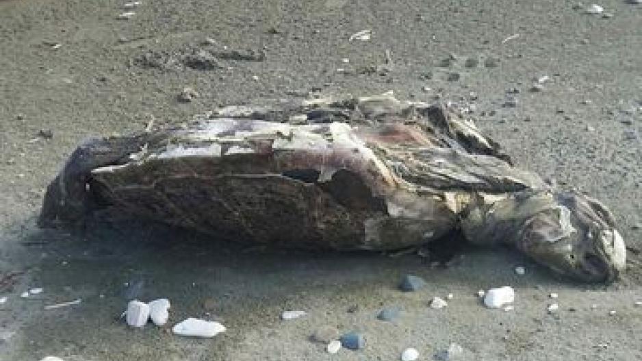 Ντροπιάζουν οι εικόνες από νεκρές χελώνες σε παραλίες της Λάρνακας - ΦΩΤΟΓΡΑΦΙΕΣ 