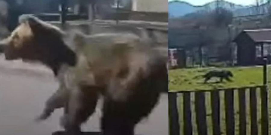 Τρόμος από δύο επιθέσεις αρκούδας σε πόλη της Σλοβενίας - Νεκρή, τραυματίες και κυνήγι για θανάτωση - Σοκαριστικά πλάνα